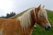 Montagna brembana 2014 - Scatti scelti - FOTOGALLERY